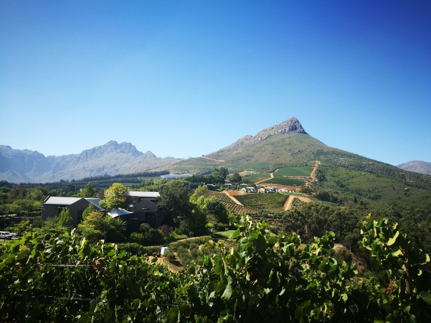 Stellenbosch: Half-Day Guided Nature Hike and Wine Tasting - Scenic Vistas of Stellenbosch