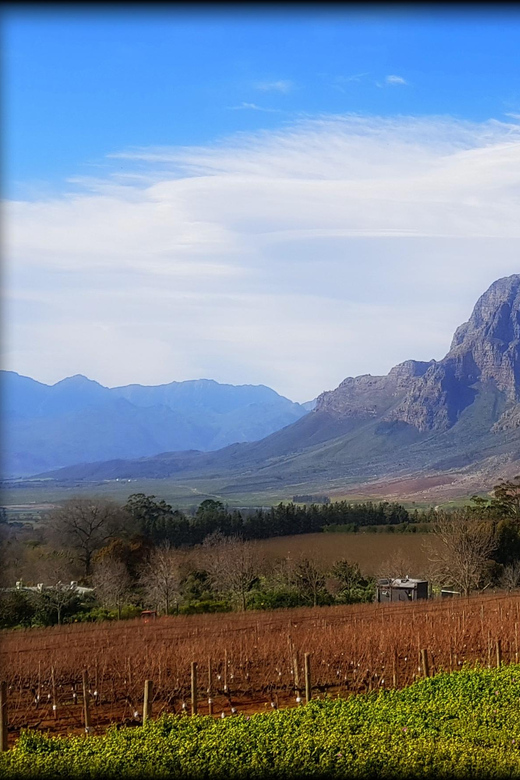 Stellenbosch Mavericks Wine Tasting Tour - Winery Experiences