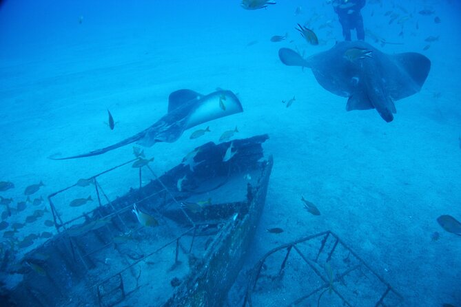 Submarine Tour Tenerife: a 1 Hour Underwater Experience - Customer Experiences and Reviews