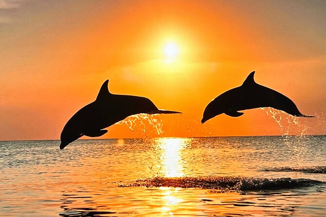 Sunset Bioluminescent Comb Jelly & Dolphin Tour - Pricing and Booking Details