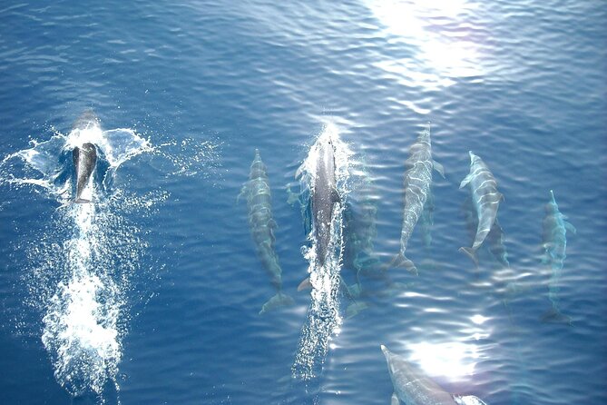 Sunset Dolphin Watching Boat Tour Review - Meeting Point and Pickup