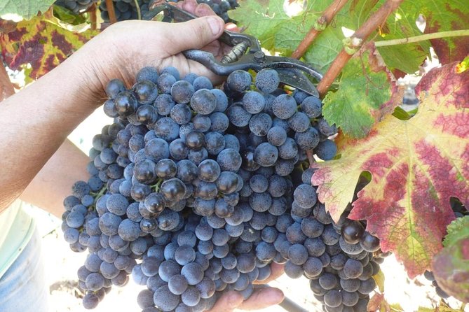 Sunset Tour With Visit and Guided Tasting of 5 Wines and Local Products - Inclusions