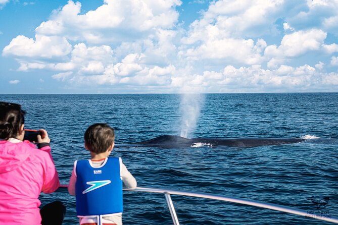 Supreme 2hr Whale/Dolphin Watching Newport Beach, 6 Person Max - Pricing and Booking Details