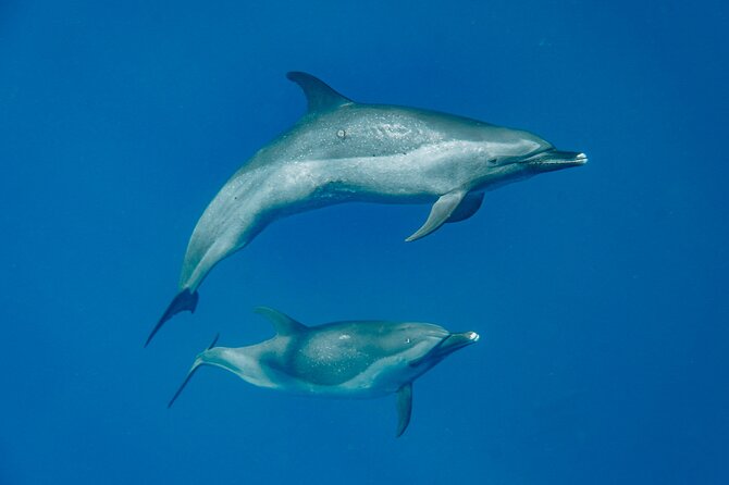 Swim With Dolphins & Turtles in West Oahu (Semi-Private Tours) - Exploring the Best Dolphin Spots
