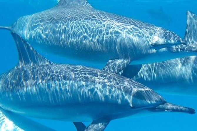 Swim With Wild Dolphins in Hurghada - Preparing for the Dolphin Encounter
