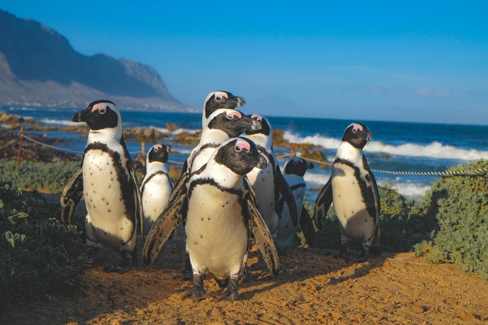 Table Mountain & Cape of Good Hope & Penguins Full Day - Itinerary Highlights