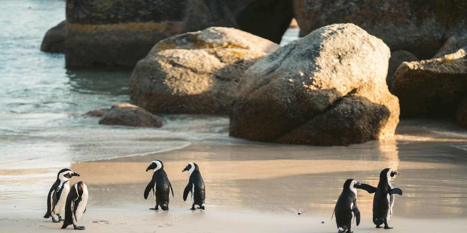 Table Mountain, Cape of Good Hope & Penguins Incl. Park Fees - Itinerary Highlights