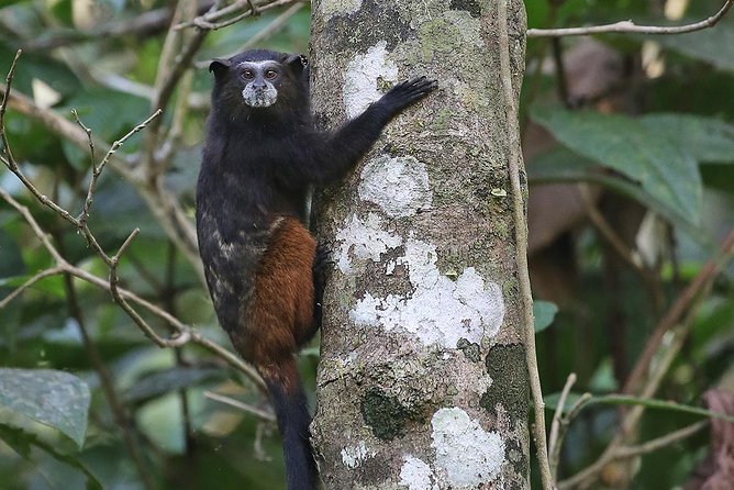 Tambopata (Puerto Maldonado) 5 Days - Arrival and Departure