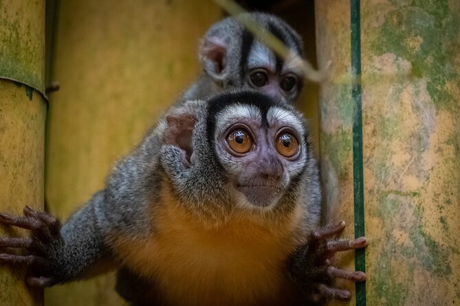 Tambopata. Sandoval Lake and Parrot Clay Lick, 3 Days 2 Nights - Accommodation and Meals