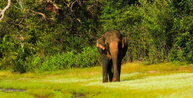 Tangalle: Udawalawe National Park Safari With Hotel Pickup - Safari Experience