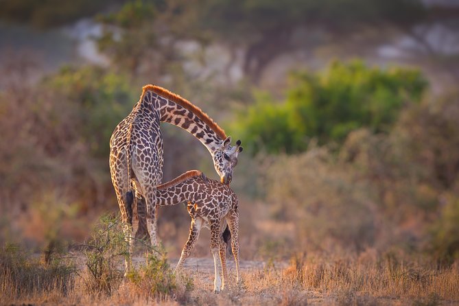 Tanzania Enticing Explorations - 6 Days - Accommodations Included