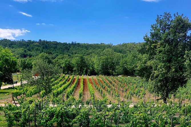 Taste of Istria - Wine, Brandy, Vinegar, Local Food - Cancellation Policy