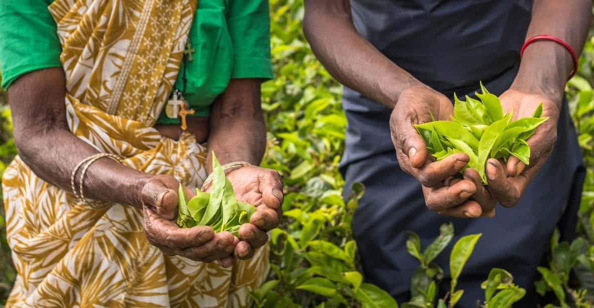 Tea Plucking and Tea Factory: Visit From Kandy - Itinerary Details