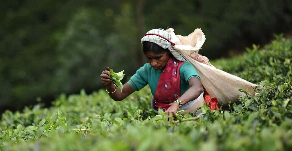 Tea Plucking & Tea Factory: Private Tour From Nuwara Eliya - Cancellation Policy and Reservations