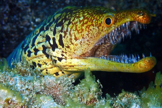 Tenerife Callao Salvaje Small-Group Snorkeling Tour - Participation Requirements