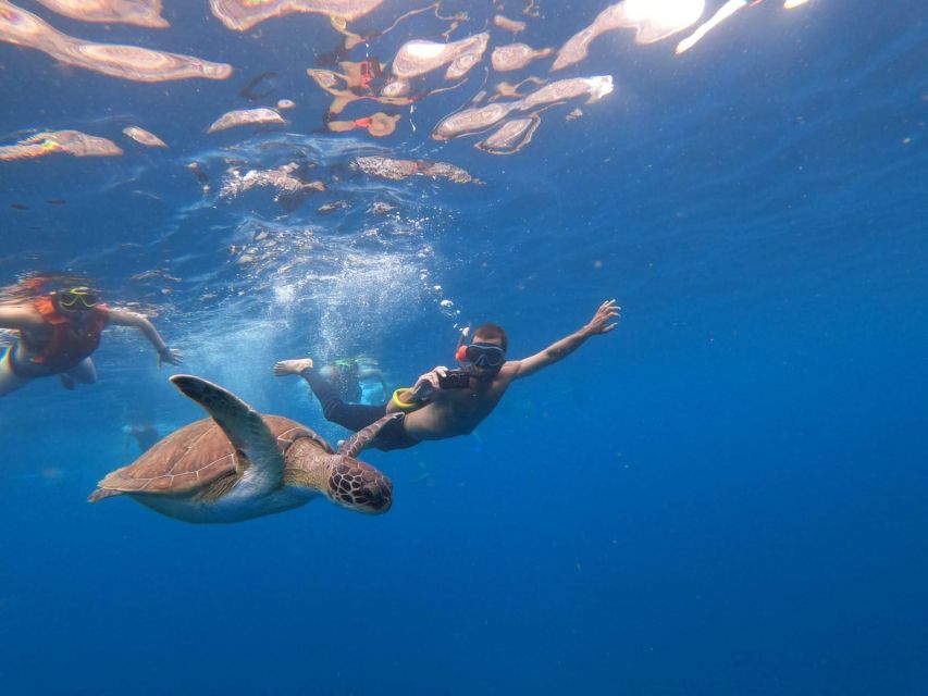 Tenerife: Kayak Safari With Snorkeling in a Turtle Habitat - Pricing and Booking