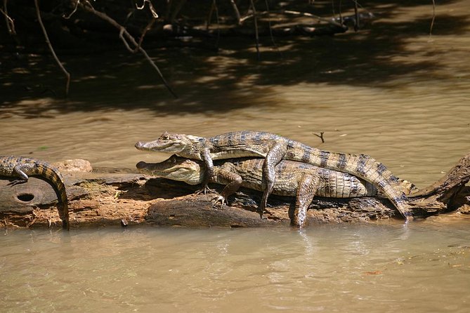 The Authentic Tortuguero National Park One Day Tour - Inclusions and Logistics