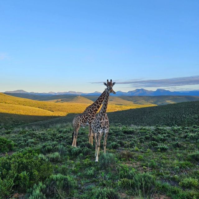 The Best Garden Route Budget Tour - Itinerary Highlights