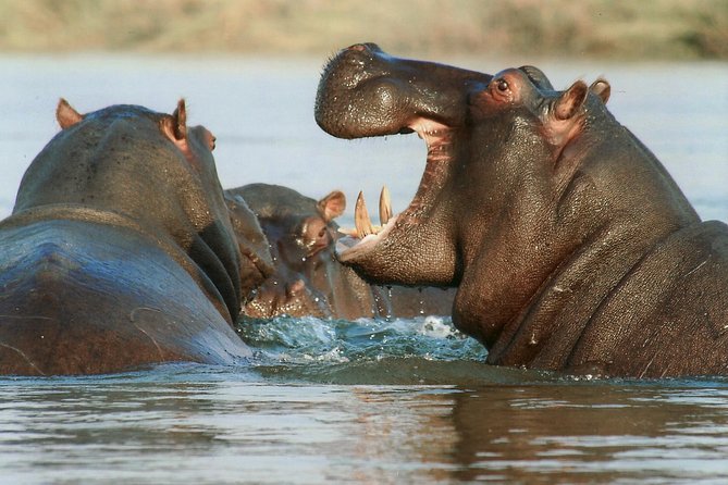 The Best Selous 1 Day Safari From Zanzibar - Itinerary Highlights