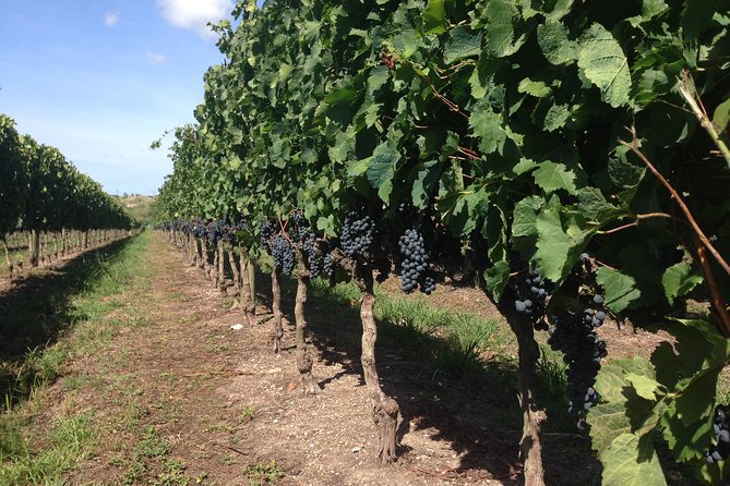 The Best Wine Tour - Typical Dishes and Wine Pairings