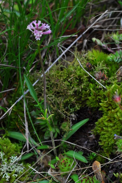 THE BOTANICAL GARDENS OF AOSTA VALLEY - Highlights of the Experience