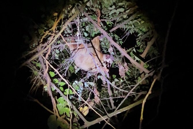 The Carpintera Night Tour San Jose Hidden Nocturnal Wildlife - Guided Hike Through the Darkness