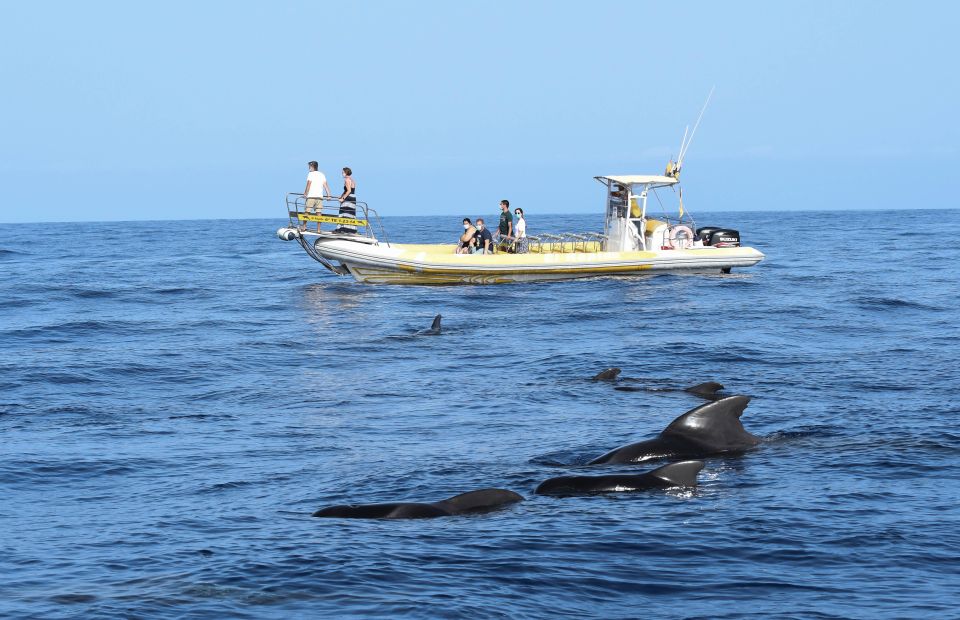 The Giants: Dolphin and Whale-Watching Speedboat Tour - Experience Highlights