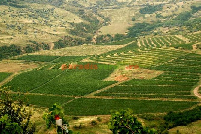 The Largest Salt Mine , Winery and Dracula Grave- Private Tour - Romanian Wine Tasting