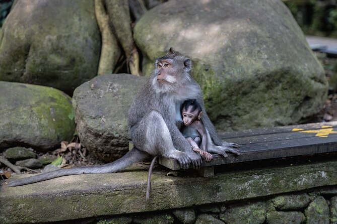 The Three Temples of Bali Half Day Private Tour - Taman Ayun Temple