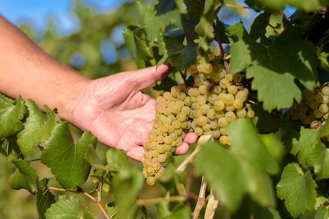 The Wine Route From San Juan - Sampling Renowned Wines