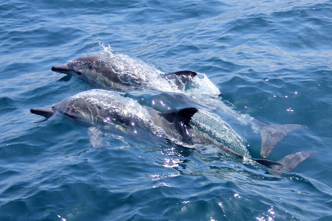 Thrilling Dolphin Encounter: Vrsars Aquatic Safari - Schedule