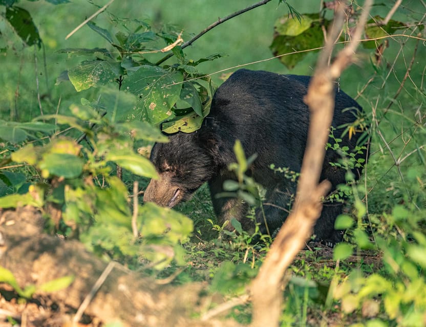 Tiger Marathon: Big Cat Photography Tour in the Wilderness - Experience Highlights