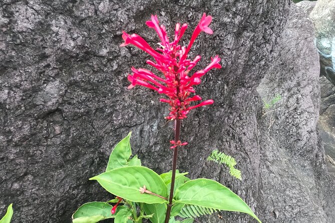Toro Negro River Hike & Cliff Jumping Adventure; San Juan Pick Up - Inclusions