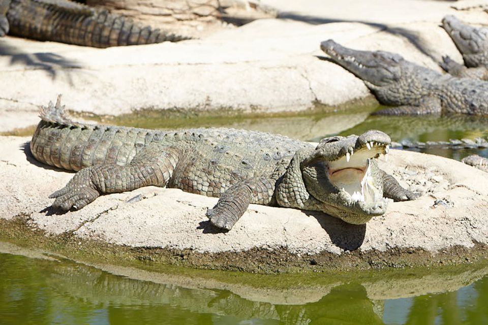 Torremolinos: Crocodile Park Entrance Ticket - Visitor Experiences and Activities