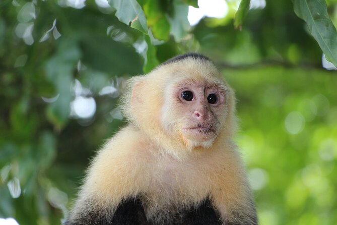 Tortuguero: Canoe Tour + Night Jungle + Cerro Viewpoint Tour - Inclusions