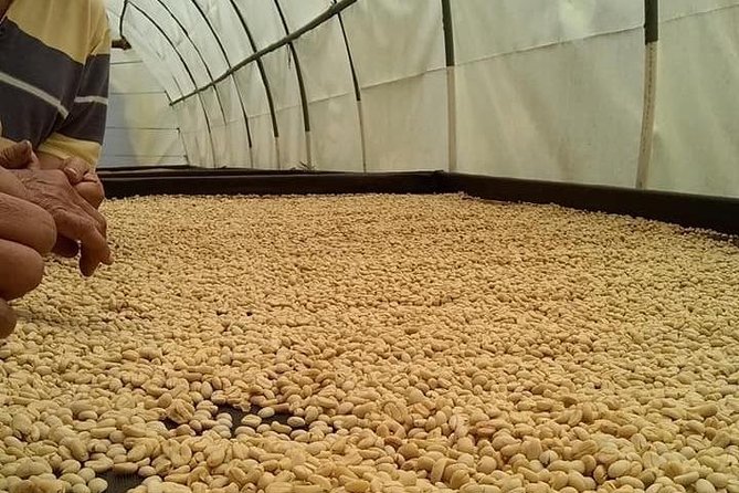 Tour Guatape and Coffee - Coffee and Fruit Tasting Experience