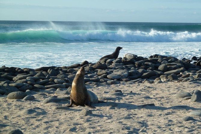 Tour to North Seymour & Las Bachas Beach * (Santa Cruz) * - Bird Observations