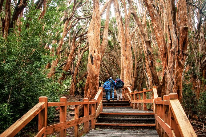 Tour With Navigation to the Arrayanes Forest and Victoria Island - Inclusions and Pricing