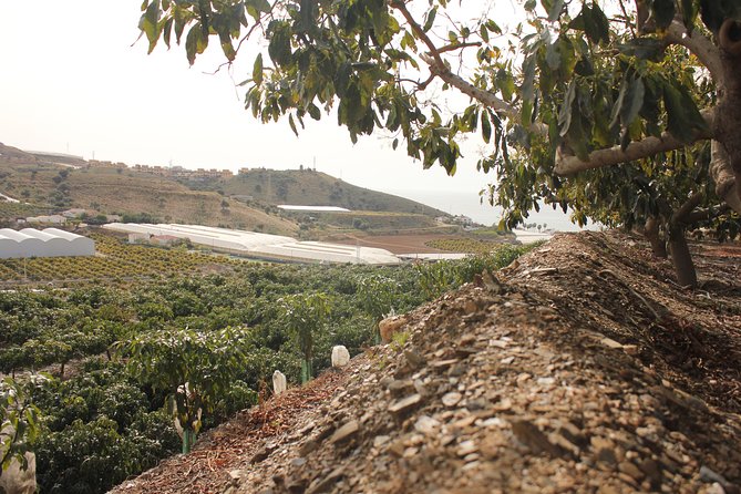 Tropical Route, Avocados and Mangoes - Small Group, Tasting and Lunch Included - Guided Tour of Velez-Malaga