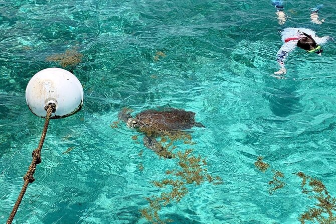 Turtle Garden Snorkeling Tour and Island Break - Encounters With Marine Life