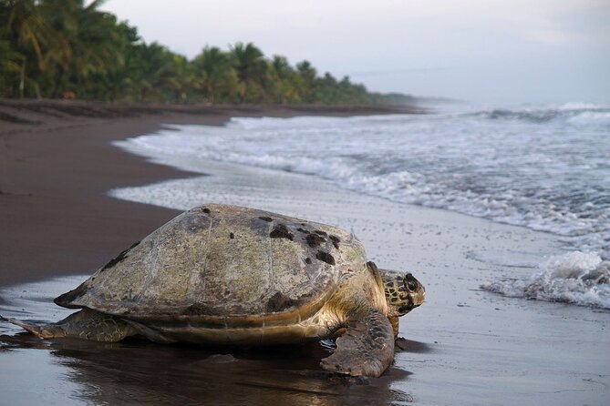 Turtle Tour Tortuguero National Park - Turtle Nesting Season