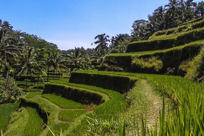 Ubud And Sunset Tanah Lot Tour - Transportation Details
