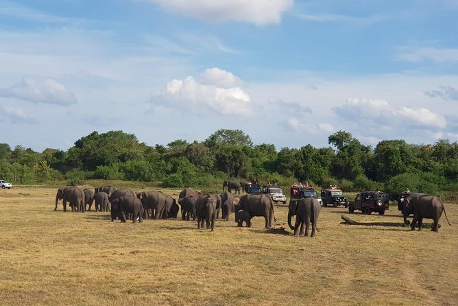 Udawalawa National Park Day Tour - Highlights of the Day Tour