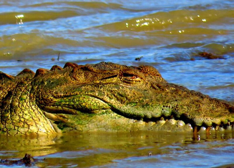 Udawalawa Safari Park and Transit Home From Tangalle - Itinerary Highlights