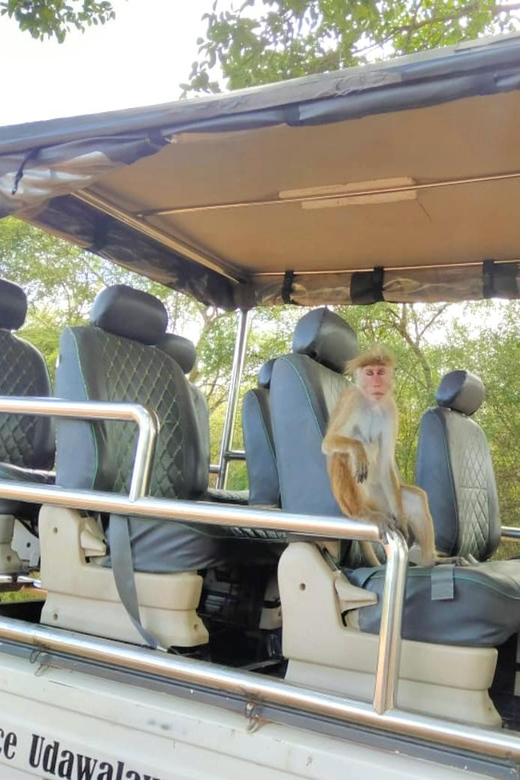 Udawalawe Elephant Safari With Transfer From Galle - Safari Experience