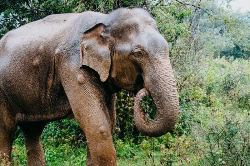 Udawalawe National Park Safari and Elephant Transit Home - Pricing and Booking Details