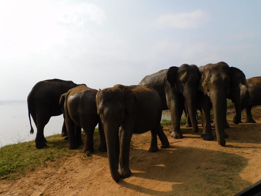 UDAWALAWE NATIONAL PARK SAFARI AND ELEPHANTS ORPHANAGE VISIT - Pricing and Reservation