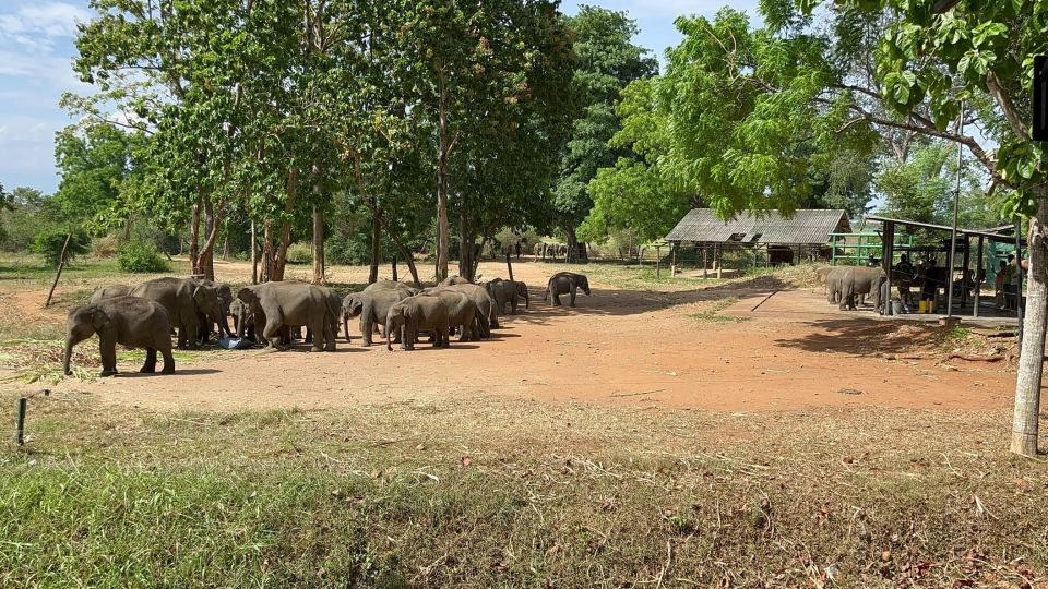 Udawalawe National Park Wildlife Safari From Galle - Itinerary Details