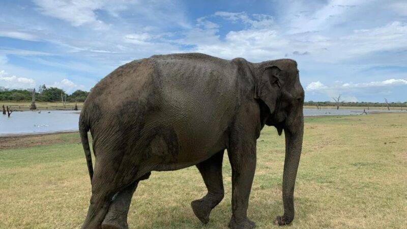 Udawalawe National Park Wildlife Safari From Hambantota - Pricing and Inclusions