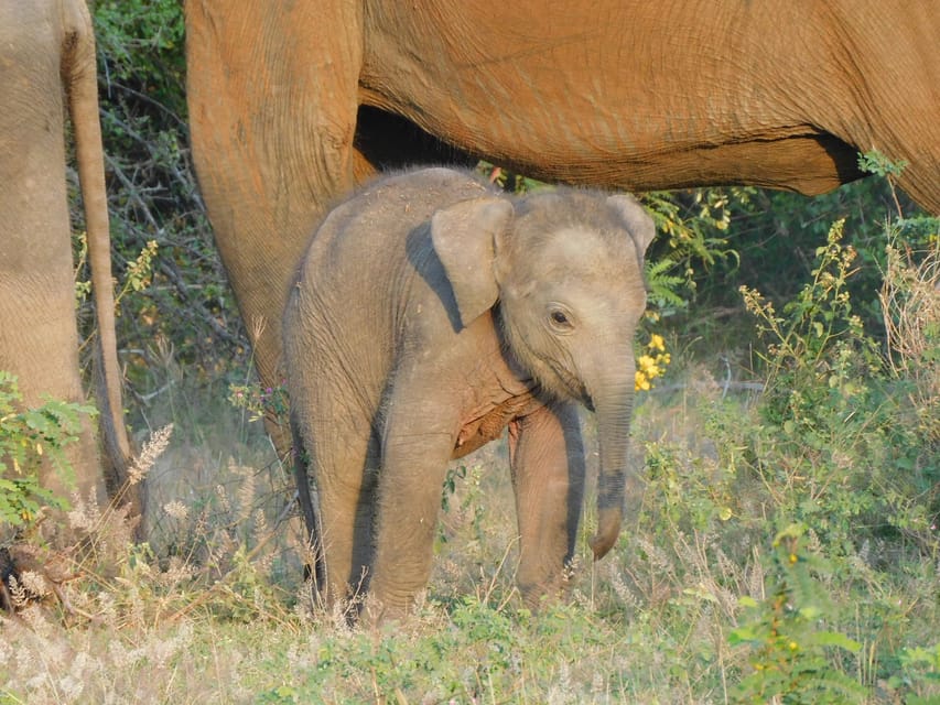 Udawalawe Safari and Elephants Orphange Tour From Hambantota - Booking Information